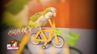 Funny bird #funnyanimals #funnyfebspot