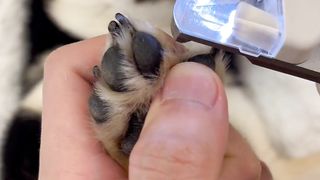 Are animals important than humans #animal caring