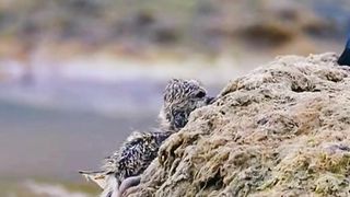 bird.life