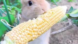 Rabbit ???? khargosh challi kha raha ha maze se