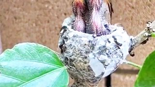 bird.life 2