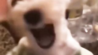 Funny animal clips.