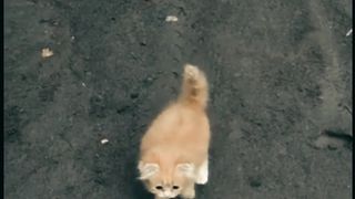 Cute cat 68