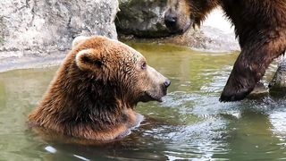 Bears 2