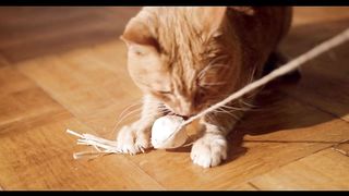 cat video with music relax part 2