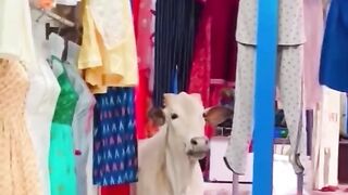 The cow has gone shopping