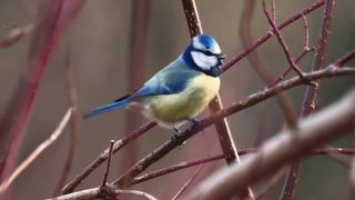 eurasian blue tit sound