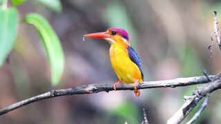 Oriental Dwarf Kingfisher