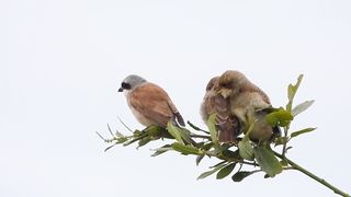 Red-backed Shrike- kids get close to daddy