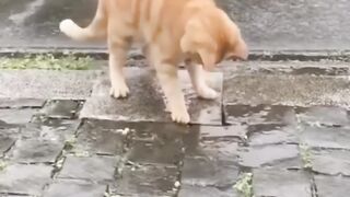 Funny animals 2023???? - Funniest Cats and Dogs Video???????? 7
