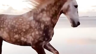 Лошадь