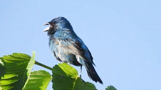 Indigo Bunting
