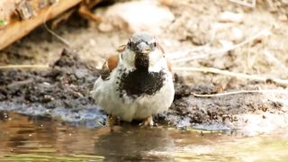 House Sparrow