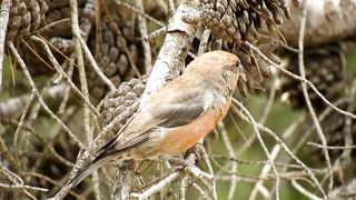 Red Crossbill