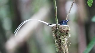 asian bird of paradise