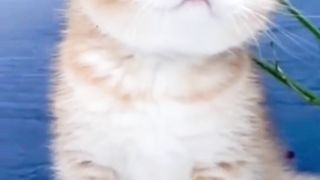 cute cat, funnies cat, cat cute