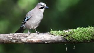 Eurasian Jay