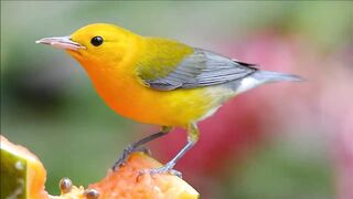 Prothonotary Warbler