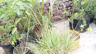 جو پودے خراب ہوئے تھے کیا وہ ٹھیک ہو گئے