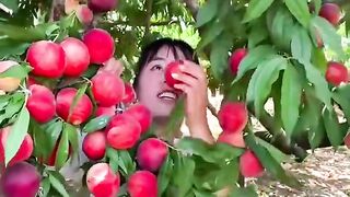 Peach fruits picking season