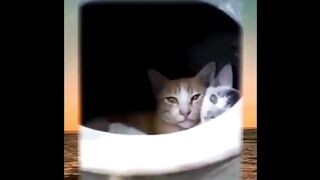 TAHAN TAWA!30Menit Nonton Tingkah Lucu Kucing Random!Random Cat Vidio LOL!