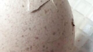 Peocock egg hatching opens on day