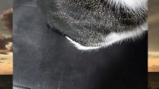 Funy Cat