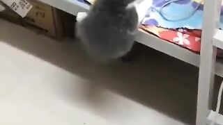 Funy Cat