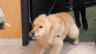 Happiest dog