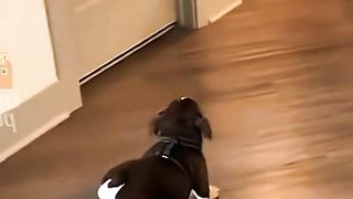 Funny Animal The Last One