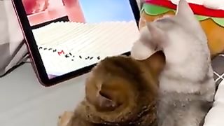 Cats watching cartoons.