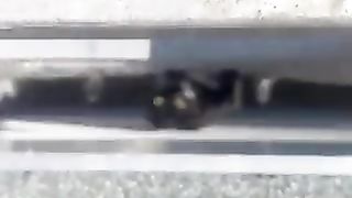 cat going up the wrong way