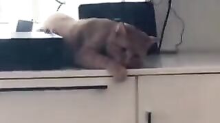 falling cat