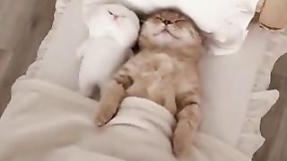 Cat that sleeps like a human
