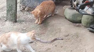 cats vs snake