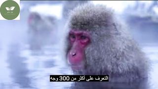 قردة المكاك اليابانية