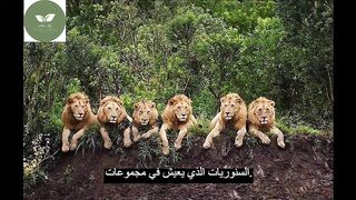 معلومة سريعه عن الاسود
