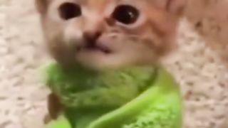 The animals funny