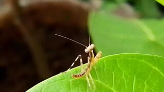 Cute and adorable baby praying mantis