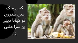 In which country is punishment given to monkeys