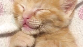 Adorable Kitten