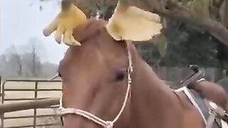 Fanny video 31