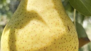 КРАСОТАТА   НА  БЪЛГАРСКАТА  ЗЕМЯ