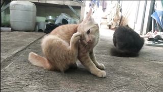 Cat sunday club