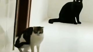 God damn,cat dizzy