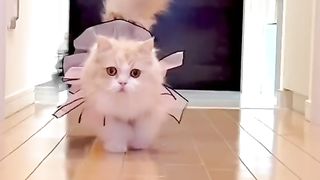 Cat butifull video 2