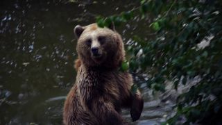 Brown Bear