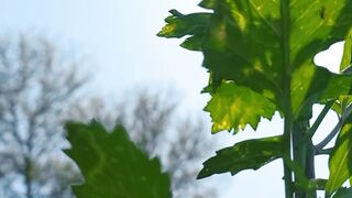 View of Beautiful Nature | 4K Green Nature | Amazing Nature Scenery | viralfebspot