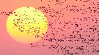 Nice View | Most Beautiful Birds 15 | Peaceful Video | Amazing View | febspotvideo
