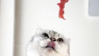 gemoy cat then